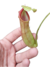Nepenthes Ventricosa x Spathulata - tienda online
