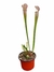 Sarracenia Leucophylla - comprar online