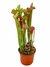 Sarracenia Wilkerson Red x Halo of Fire - comprar online