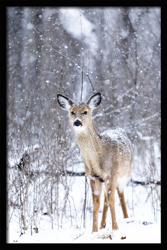 CUADRO SNOW DEER