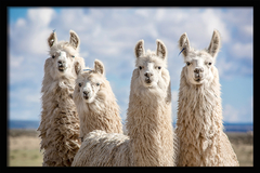 CUADRO FAMILIA LLAMAS