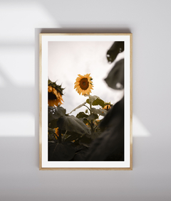 SUNFLOWERS 13