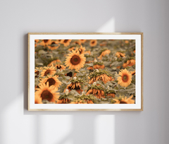 SUNFLOWERS 3