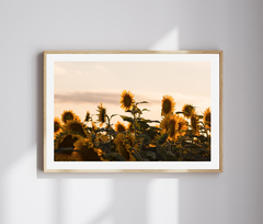 SUNFLOWERS 2