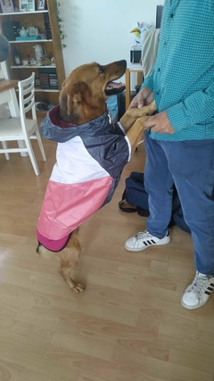 Piloto EleCant Amarillo - para perros en internet