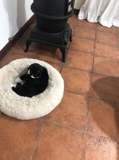 Imagen de Combo Cama Puff & Comedero en altura Paraiso doble - gatos