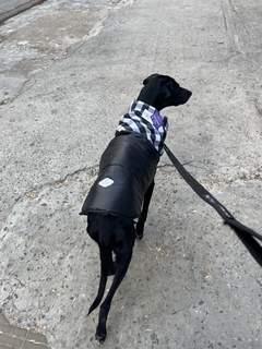 Chaleco impermeable EleCant "Binario" - para perros un en internet