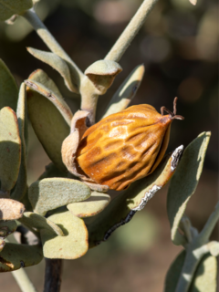 Jojoba Oil - comprar online