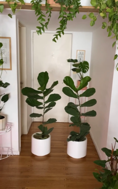 Ficus Pandurata Grande - comprar online
