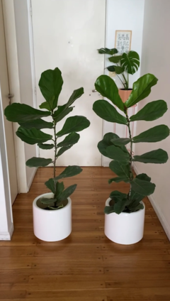 Ficus Pandurata Grande