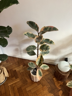 Ficus Rubi alto - tienda online