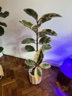 Ficus Rubi alto - Casa Libra