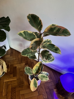 Ficus Rubi alto