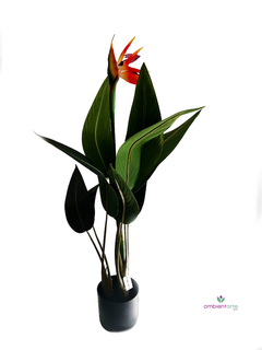 Planta Sterlizia o Flor de Pajaro 90 cm con maceta