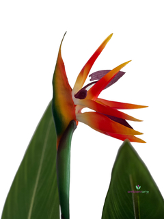 Planta Sterlizia o Flor de Pajaro 90 cm con maceta - comprar online