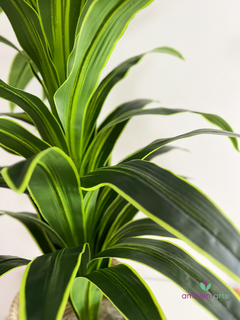 Planta Dracena 150 cm en internet