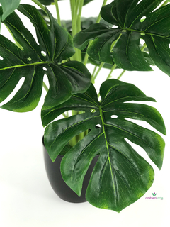 Planta Monstera o Costilla de Adán 65 cm en internet