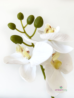 Maceta con orquidea 10 x 30 cm - comprar online