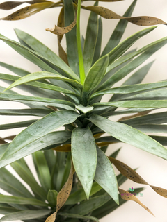 Planta Dracena 160 cm - comprar online