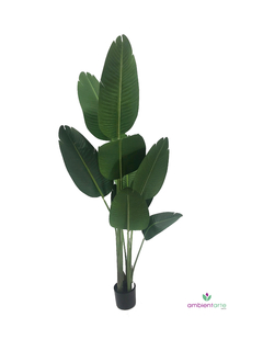 Planta de Banano- Nicolai de 160 cm