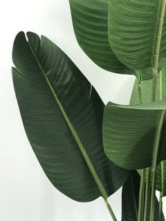 Planta de Banano- Nicolai de 160 cm - comprar online