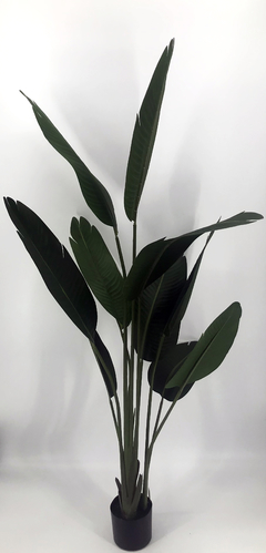 Planta de Banano- Nicolai de 160 cm - tienda online