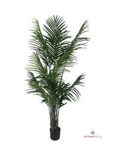 Palmera Areca 180 cm