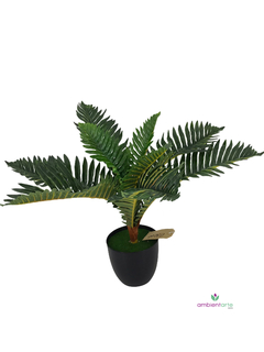 Planta Palmera 40 cm