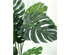 Planta Monstera o Costilla de Adán 90 cm en internet