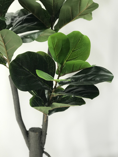 Planta Pandurata 160 cm - comprar online