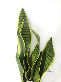 Planta Sansevieria - comprar online