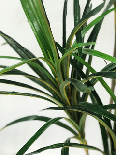 Planta Dracena x4 160 cm en internet