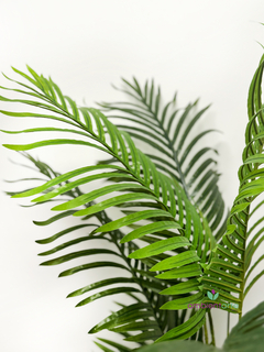 Planta Palmera Areca x3 160 cm - comprar online