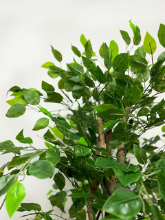 Arbol de Ficus de 120 cm - comprar online