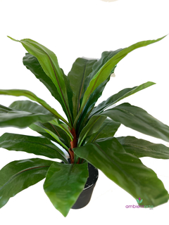 Planta Sterlizia 90 cm - comprar online