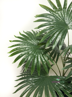 Planta Palmetto 50 cm - comprar online