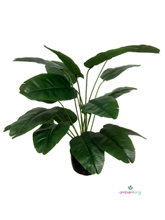 Planta Banano- Nicolai 60 cm
