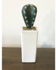 Maceta con Cactus - comprar online