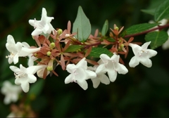 ABELIA GRANDIFLORA 10L - comprar online