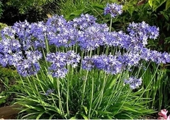 AGAPANTHUS / AGAPANTO