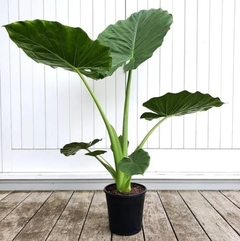 ALOCASIA / OREJA DE ELEFANTE - comprar online