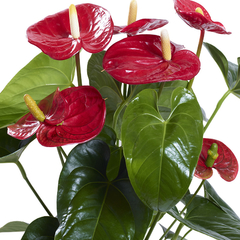 ANTHURIUM ROJO