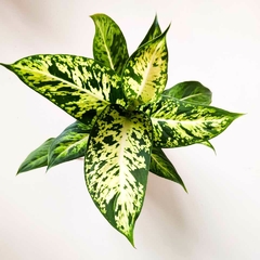 Dieffenbachia Mariana M14 - comprar online