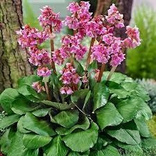 BERGENIA