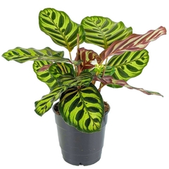 CALATHEA MACOYANA M14 - comprar online