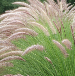 PENNISETUM RUPELLI / COLA DE ZORRO - comprar online