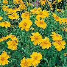 COREOPSIS