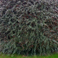 COTONEASTER GRANDE