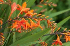 CROCOSMIA