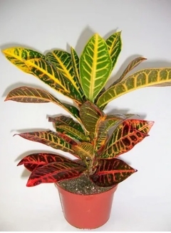 CROTON M15 - comprar online